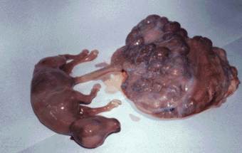 Feto de bovino abortado a causa de leptospirosis